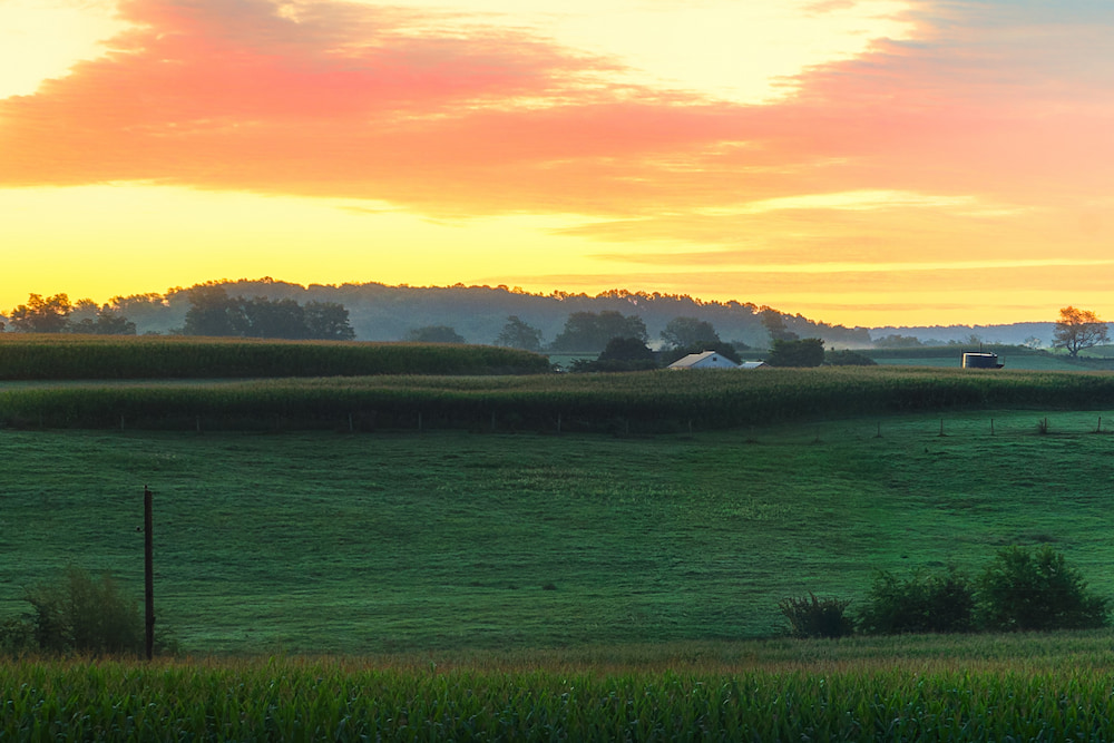 Ohio Farm House Barn Silo Foggy Sunrise with Cows and Livestock